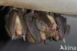 brown big-eared bat (Plecotus auritus)