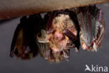 brown big-eared bat (Plecotus auritus)