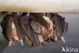 brown big-eared bat (Plecotus auritus)