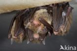 brown big-eared bat (Plecotus auritus)