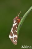 Garden Tiger (Arctia caja)