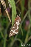 Garden Tiger (Arctia caja)