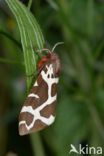 Garden Tiger (Arctia caja)