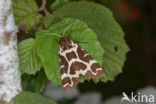 Garden Tiger (Arctia caja)