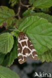 Garden Tiger (Arctia caja)