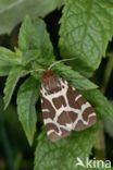 Garden Tiger (Arctia caja)