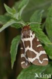 Garden Tiger (Arctia caja)