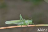 Grote groene sabelsprinkhaan (Tettigonia viridissima)