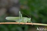 Grote groene sabelsprinkhaan (Tettigonia viridissima)