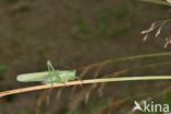 Grote groene sabelsprinkhaan (Tettigonia viridissima)