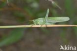 Grote groene sabelsprinkhaan (Tettigonia viridissima)