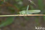 Great Green Bush-cricket (Tettigonia viridissima)