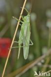 Grote groene sabelsprinkhaan (Tettigonia viridissima)