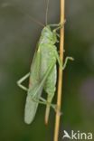 Great Green Bush-cricket (Tettigonia viridissima)