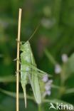 Grote groene sabelsprinkhaan (Tettigonia viridissima)