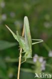 Grote groene sabelsprinkhaan (Tettigonia viridissima)