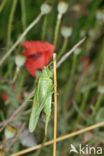 Grote groene sabelsprinkhaan (Tettigonia viridissima)