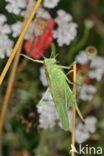 Great Green Bush-cricket (Tettigonia viridissima)