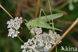 Grote groene sabelsprinkhaan (Tettigonia viridissima)