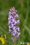 Fragant Orchid (Gymnadenia conopsea)