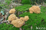 Wood Cauliflower (Sparassis crispa)