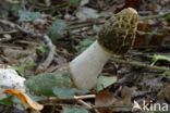 Grote stinkzwam (Phallus impudicus)