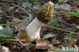 Grote stinkzwam (Phallus impudicus)