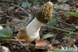 Grote stinkzwam (Phallus impudicus)