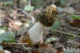 Grote stinkzwam (Phallus impudicus)