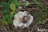 Grote trechterzwam (Clitocybe geotropa)