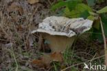 Grote trechterzwam (Clitocybe geotropa)