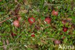 Grote Veenbes (Vaccinium macrocarpon)