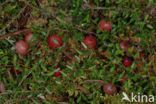 Cranberry (Vaccinium macrocarpon)