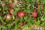 Cranberry (Vaccinium macrocarpon)