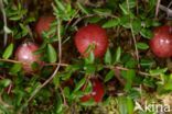 Grote Veenbes (Vaccinium macrocarpon)