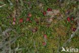 Cranberry (Vaccinium macrocarpon)