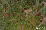 Cranberry (Vaccinium macrocarpon)