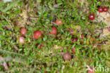 Grote Veenbes (Vaccinium macrocarpon)