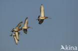Black-tailed Godwit (Limosa limosa)