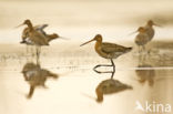 Black-tailed Godwit (Limosa limosa)