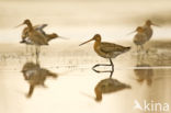 Grutto (Limosa limosa)