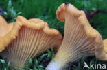 Chanterelle (Cantharellus cibarius)