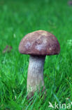 Harde populierboleet (Leccinum duriusculum)