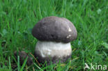 Harde populierboleet (Leccinum duriusculum)