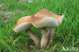 Harde populierboleet (Leccinum duriusculum)