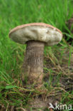 Harde populierboleet (Leccinum duriusculum)