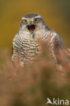 Goshawk (Accipiter gentilis)
