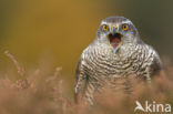 Goshawk (Accipiter gentilis)