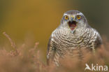 Havik (Accipiter gentilis)