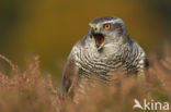 Havik (Accipiter gentilis)